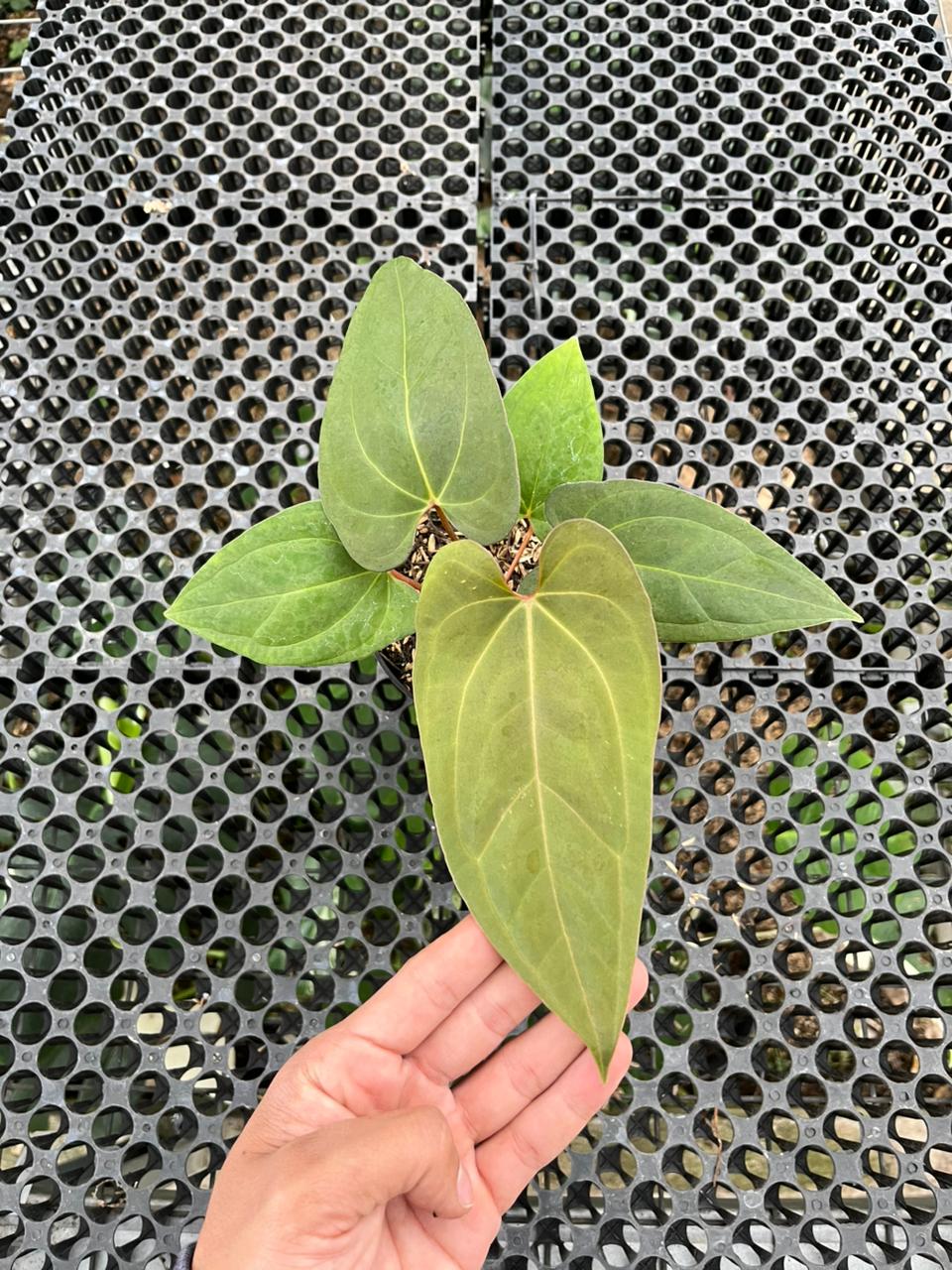 Anthurium Gunayala x Lagogatun