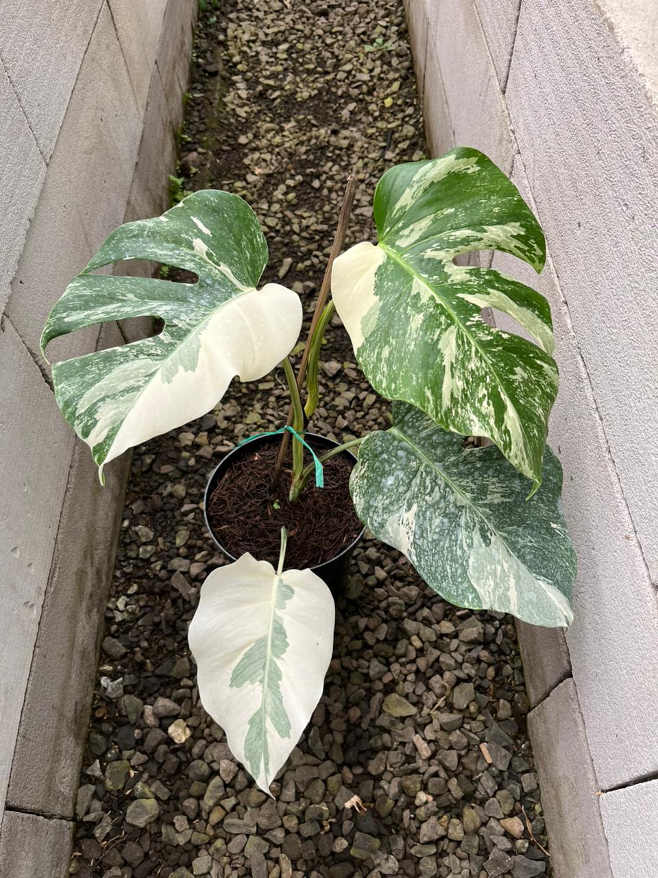 Monstera Albo Var C