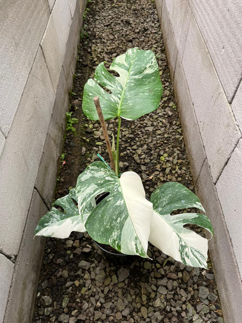 Monstera Albo Var D