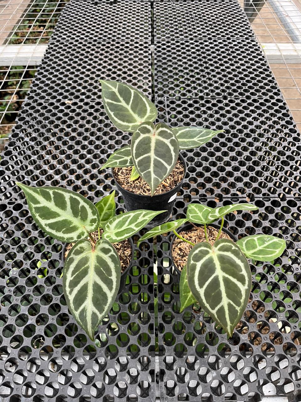 Anthurium Dorayaki x KOS