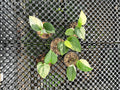 Scindapsus Bundle 5 Pot