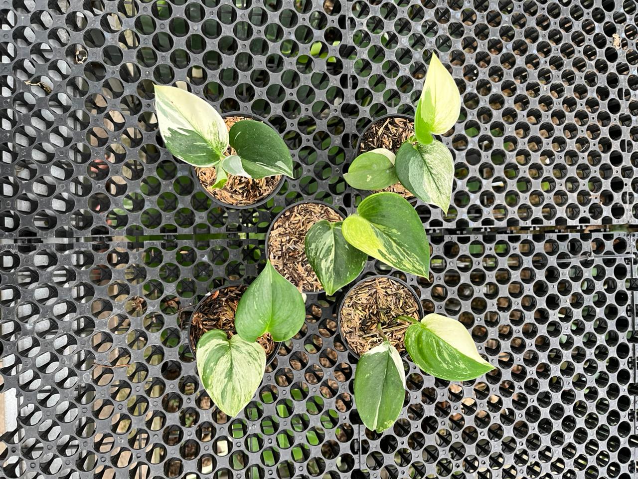 Scindapsus Bundle 5 Pot