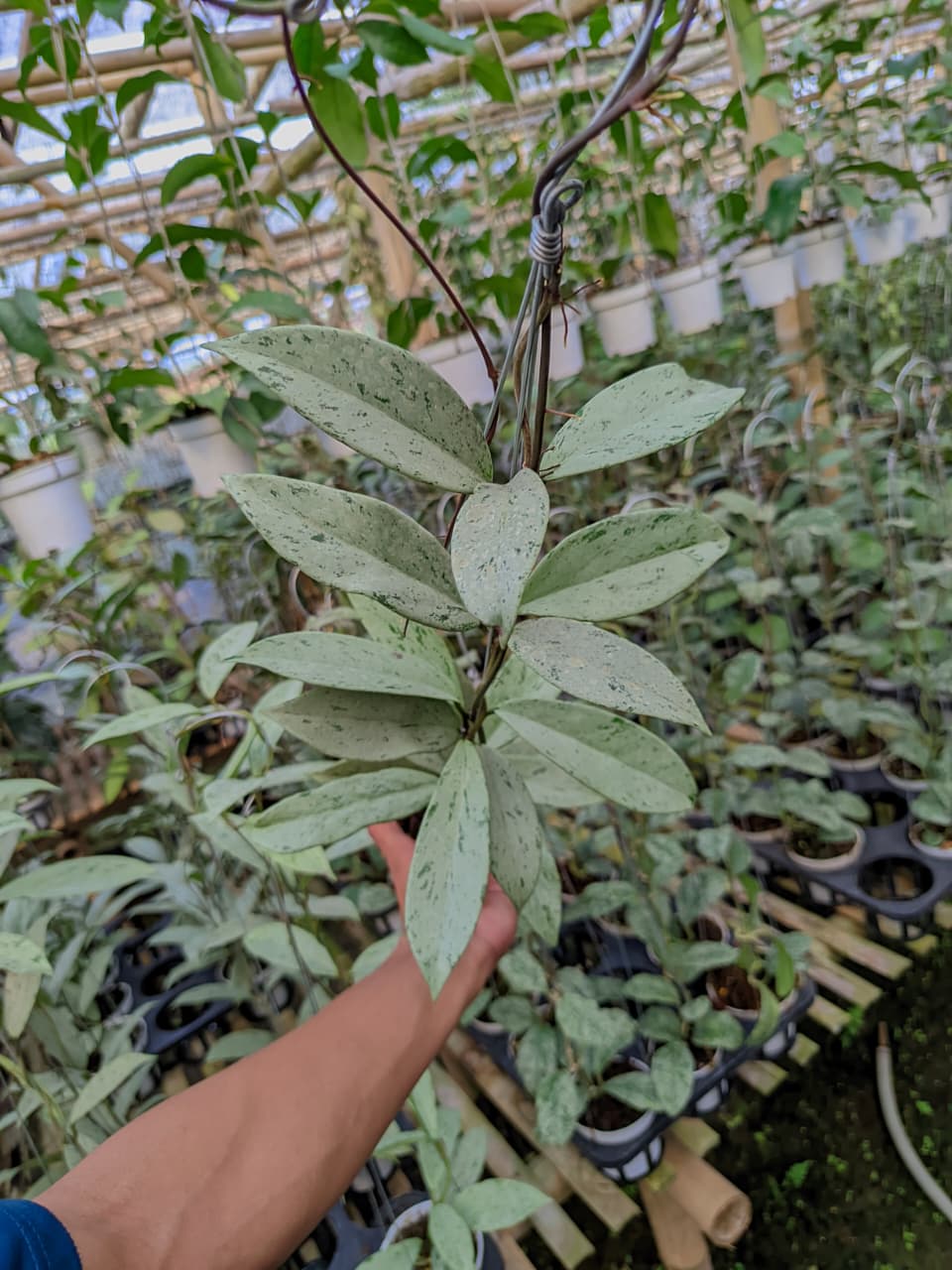 Hoya Pubycalix Pink Silver