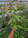 Hoya Callistophylla Oval