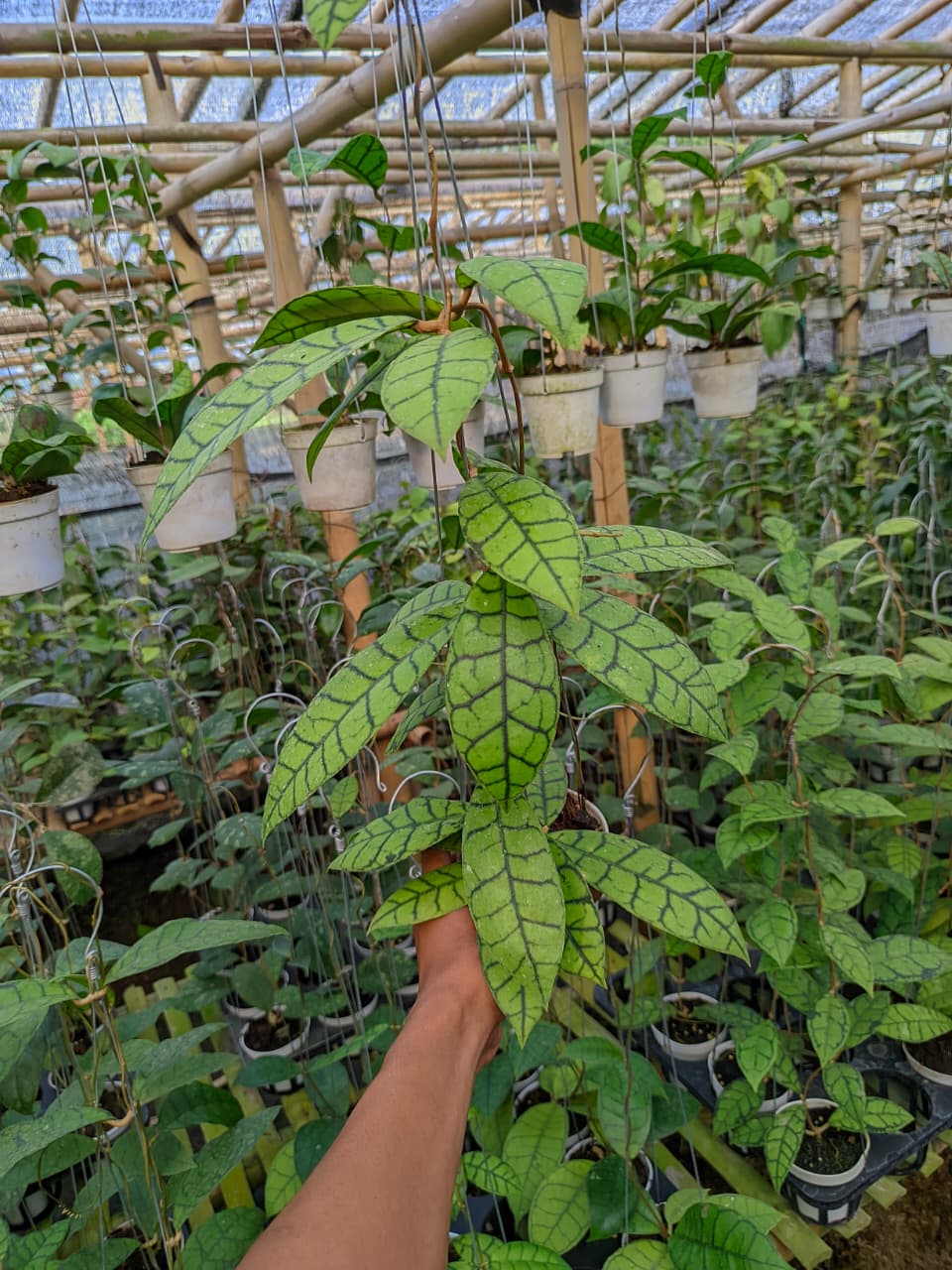 Hoya Callistophylla Oval