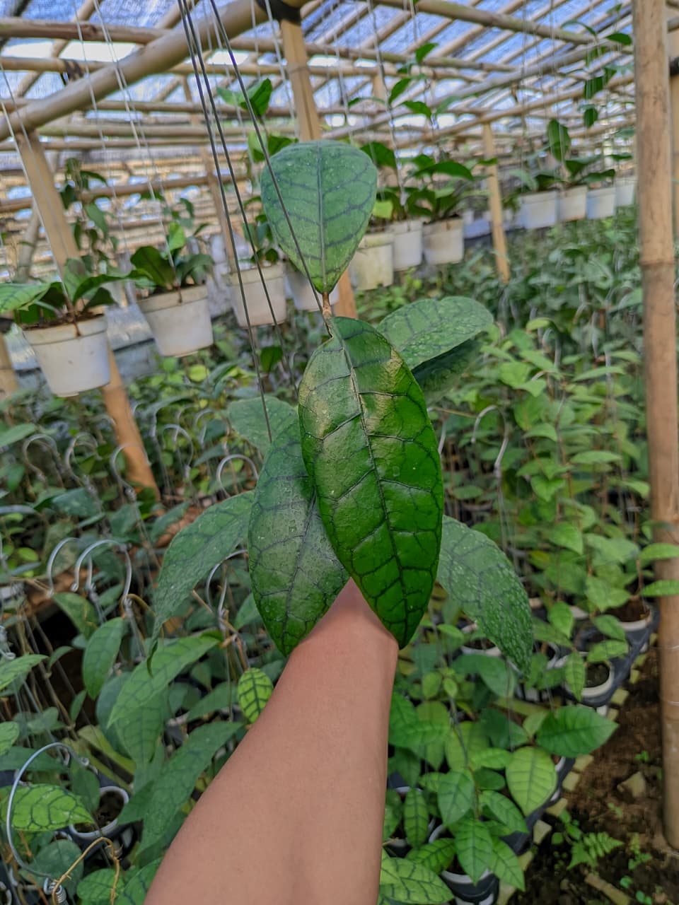 Hoya King Callistophylla