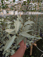 Hoya Pubycalix Pink Silver