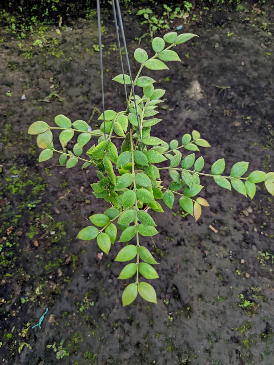 Hoya Aesschinantoides