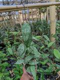 Hoya Caudata Aceh Sprinkle Snow