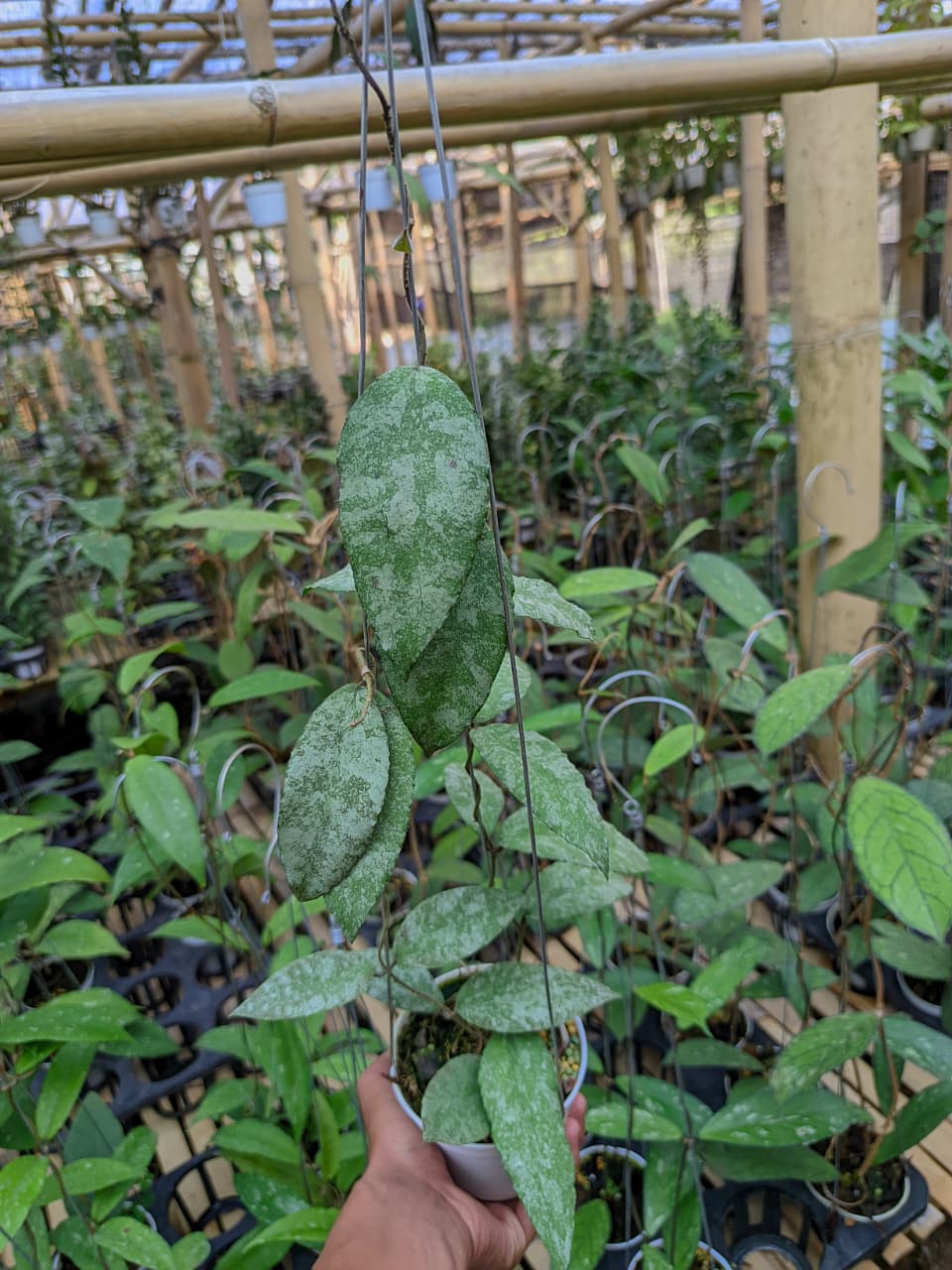 Hoya Caudata Aceh Sprinkle Snow