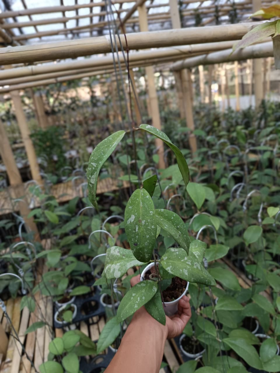 Hoya Kaikoeana Splash