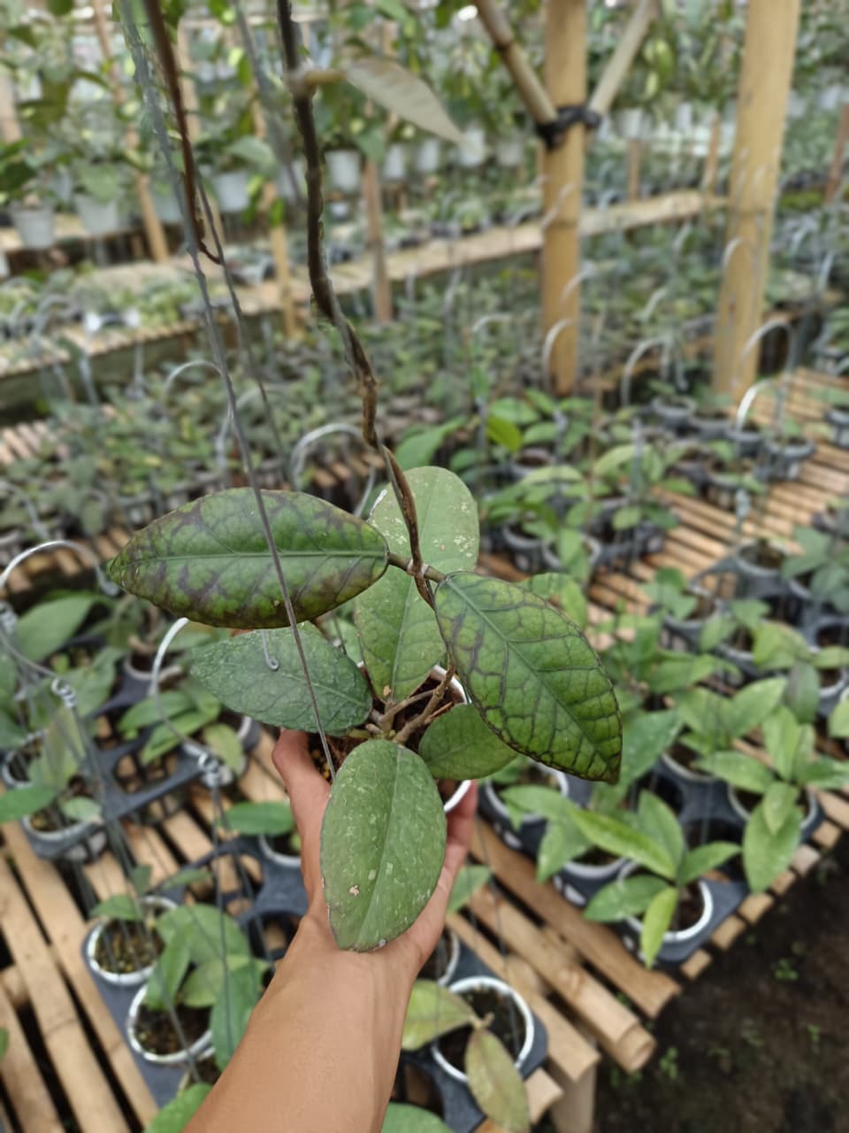 Hoya Aceh Black Octopus