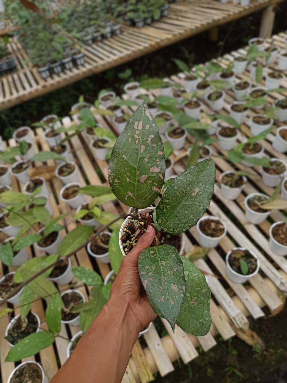 Hoya Bird Of Paradisea