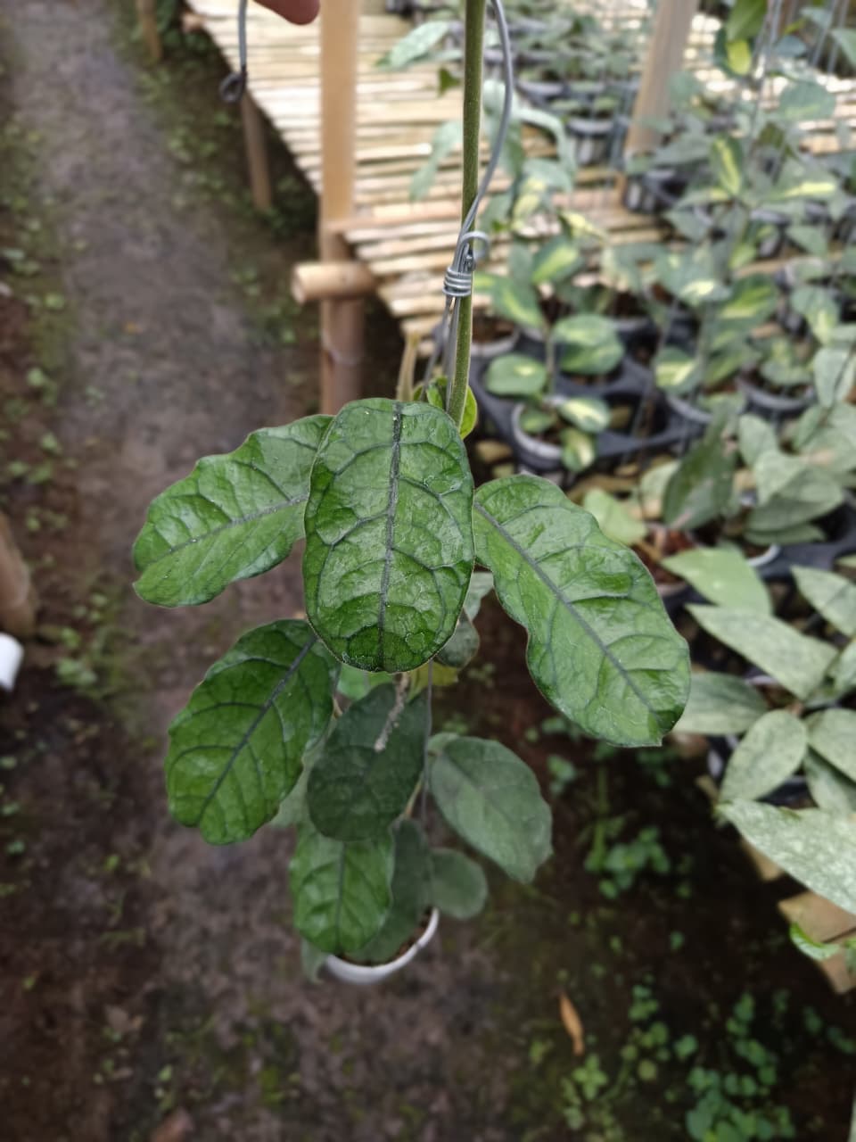 Hoya Villosa Caodang