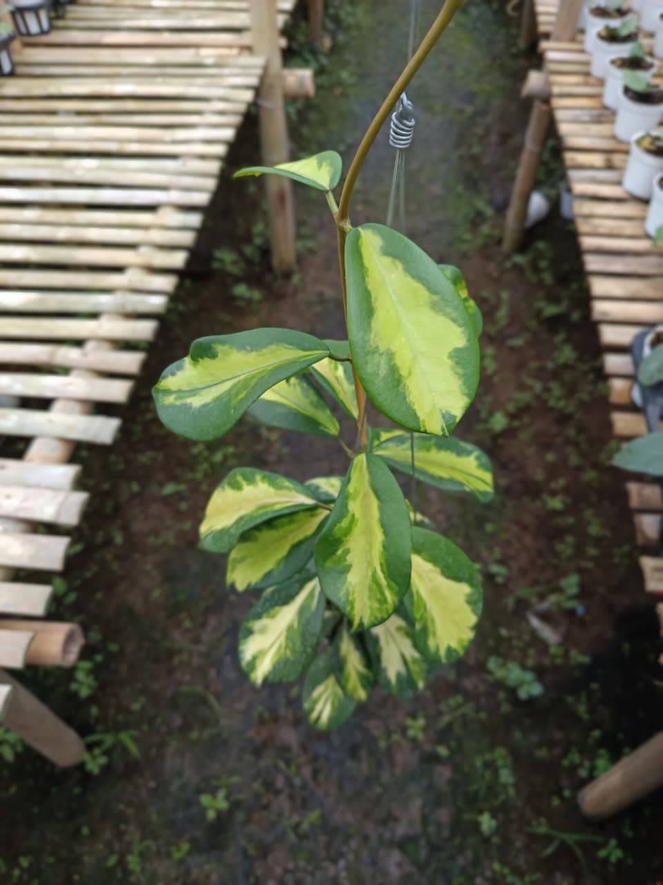 Hoya Diversifolia Maharani