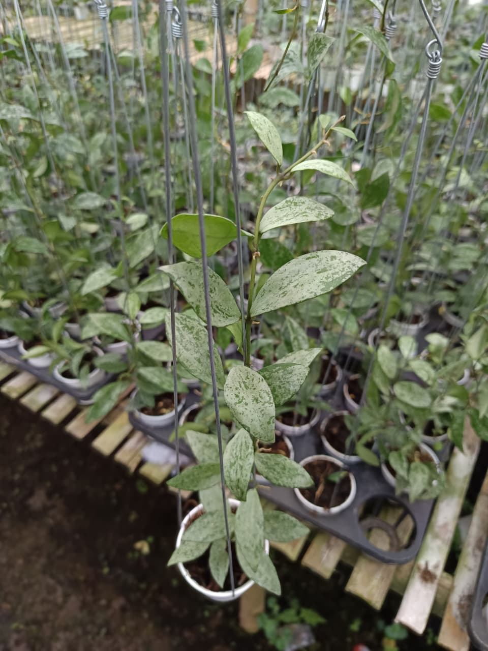 Hoya Lacunosa Silver Lime