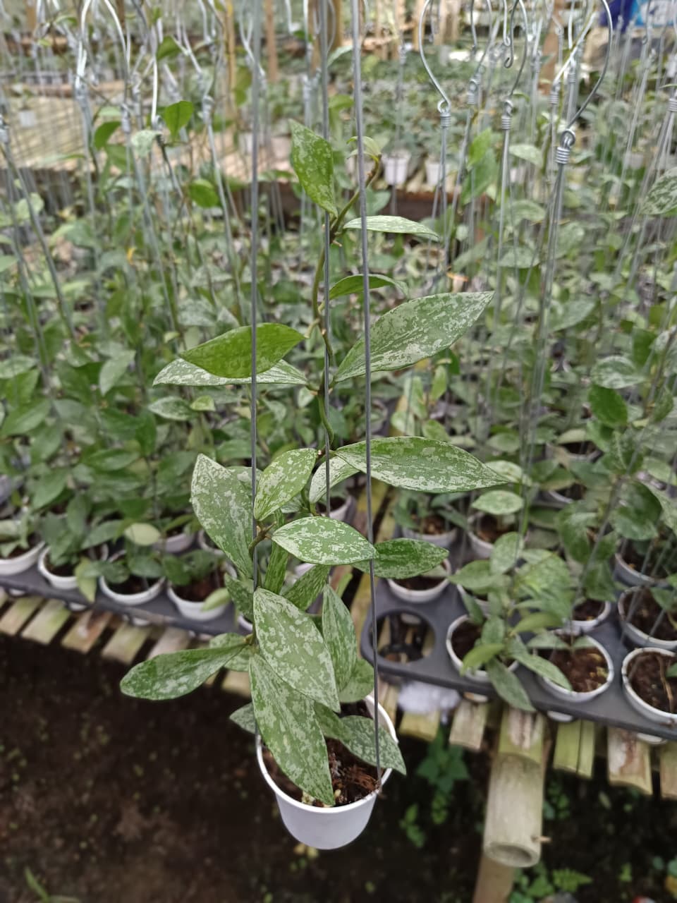 Hoya Lacunosa Splash Lime