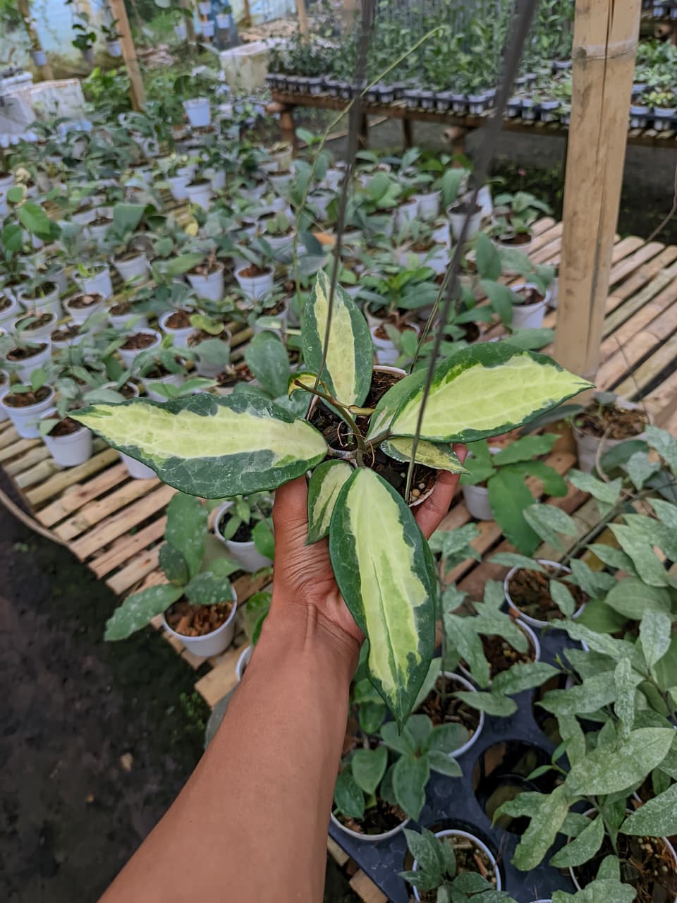 Hoya Latifolia Queensy Jabar