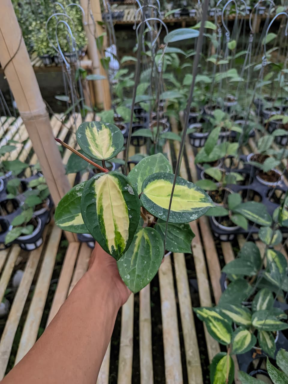 Hoya Latifolia Inner Var FN15