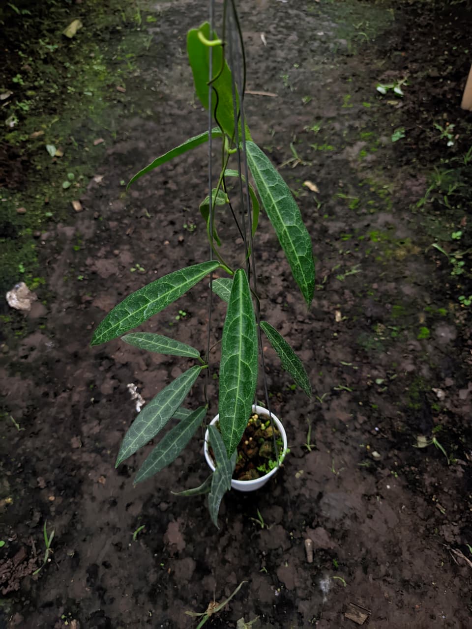 Hoya Hypolasia Long Leaf
