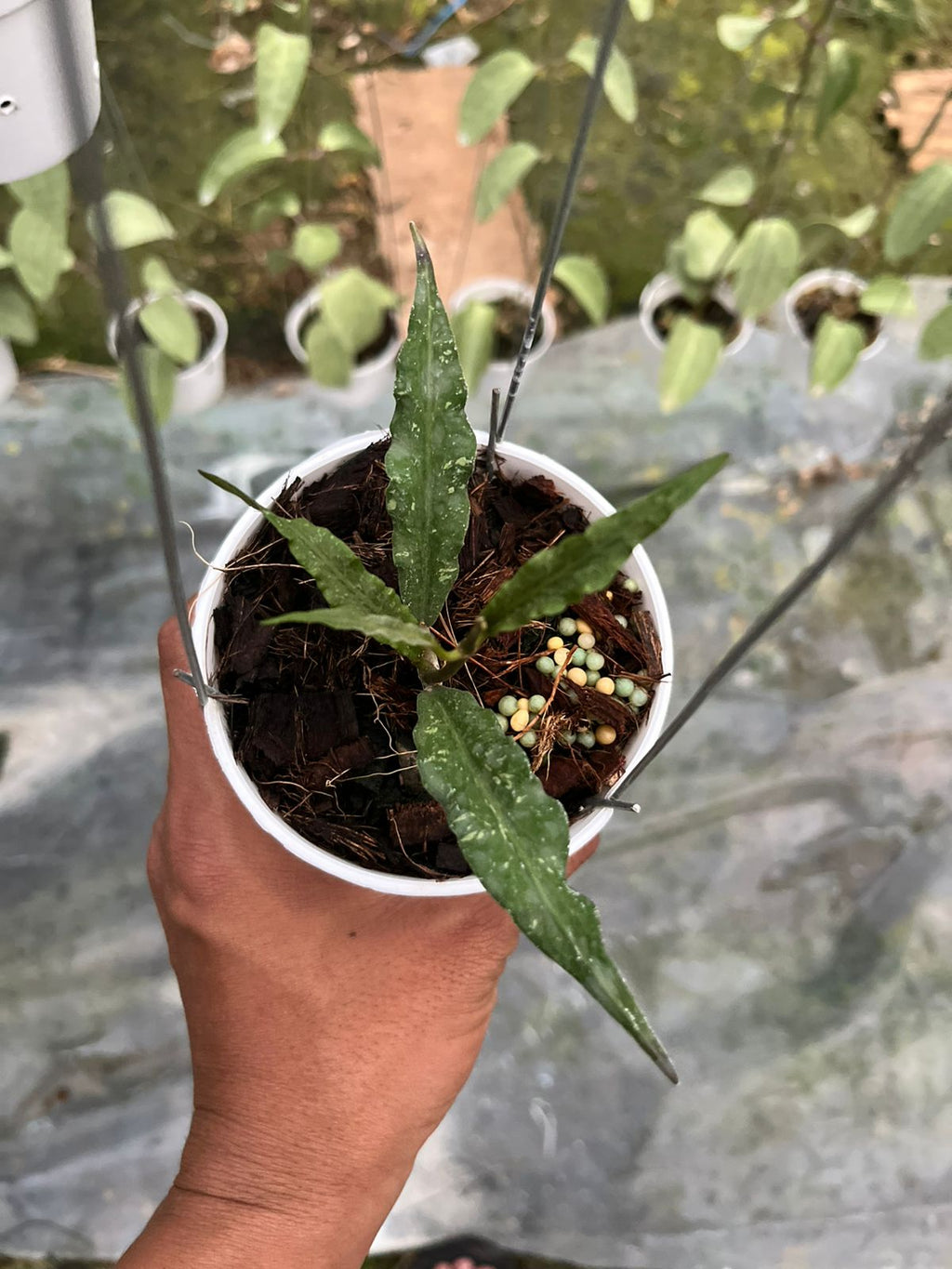 Hoya Sp Aceh Z3