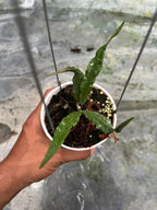 Hoya Sp Aceh Z3