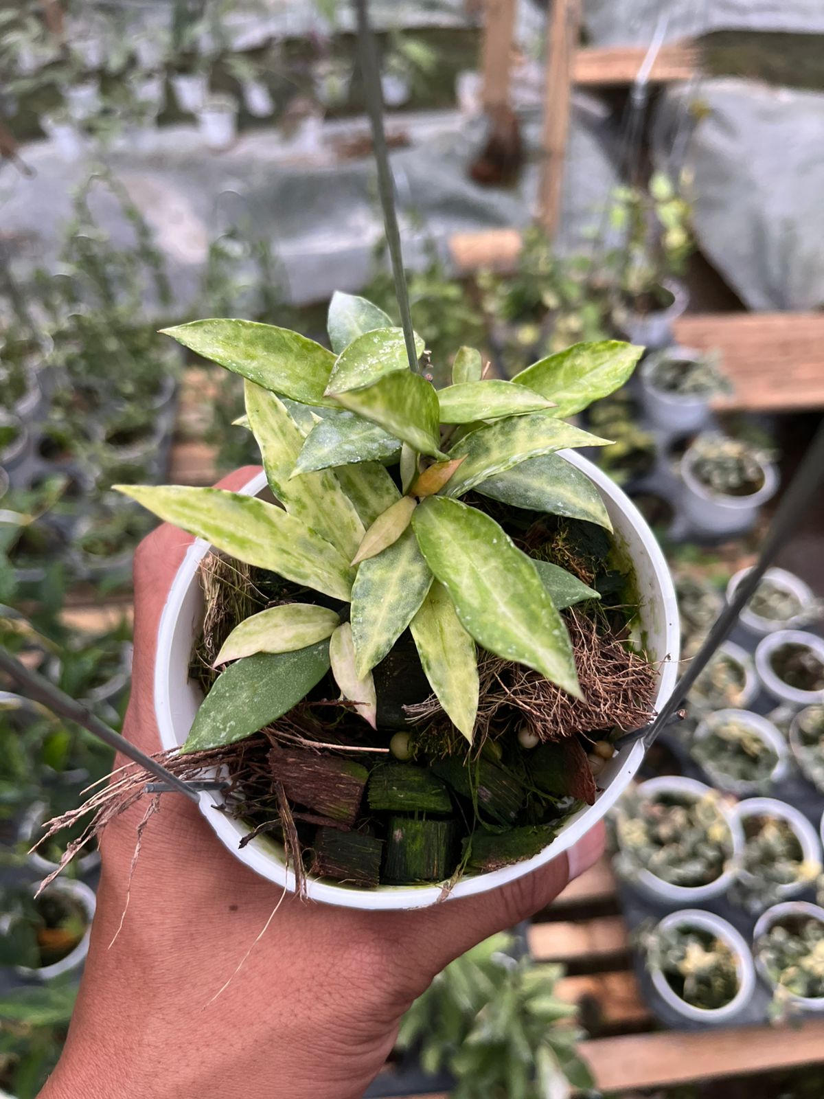 Hoya Lacunosa Peridot