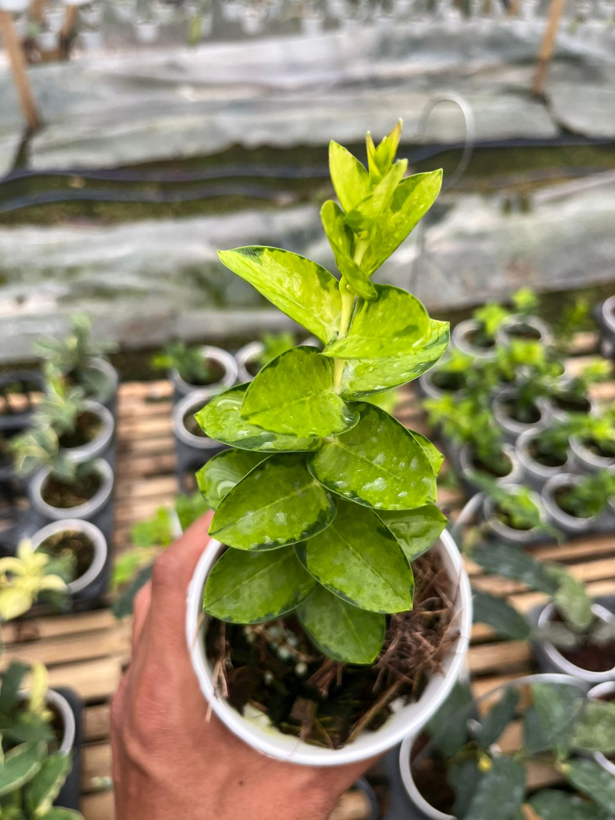Hoya Cummingiana Inner
