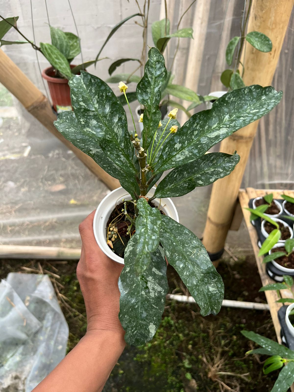 Hoya Occultata Splash
