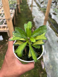 Hoya Manipurensis Inner