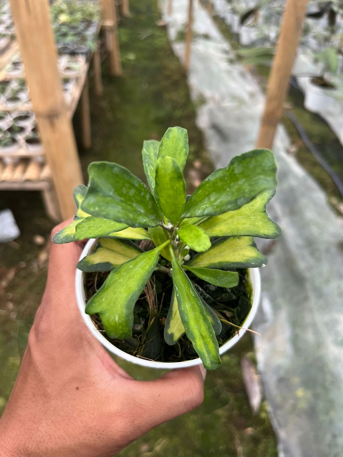 Hoya Manipurensis Inner