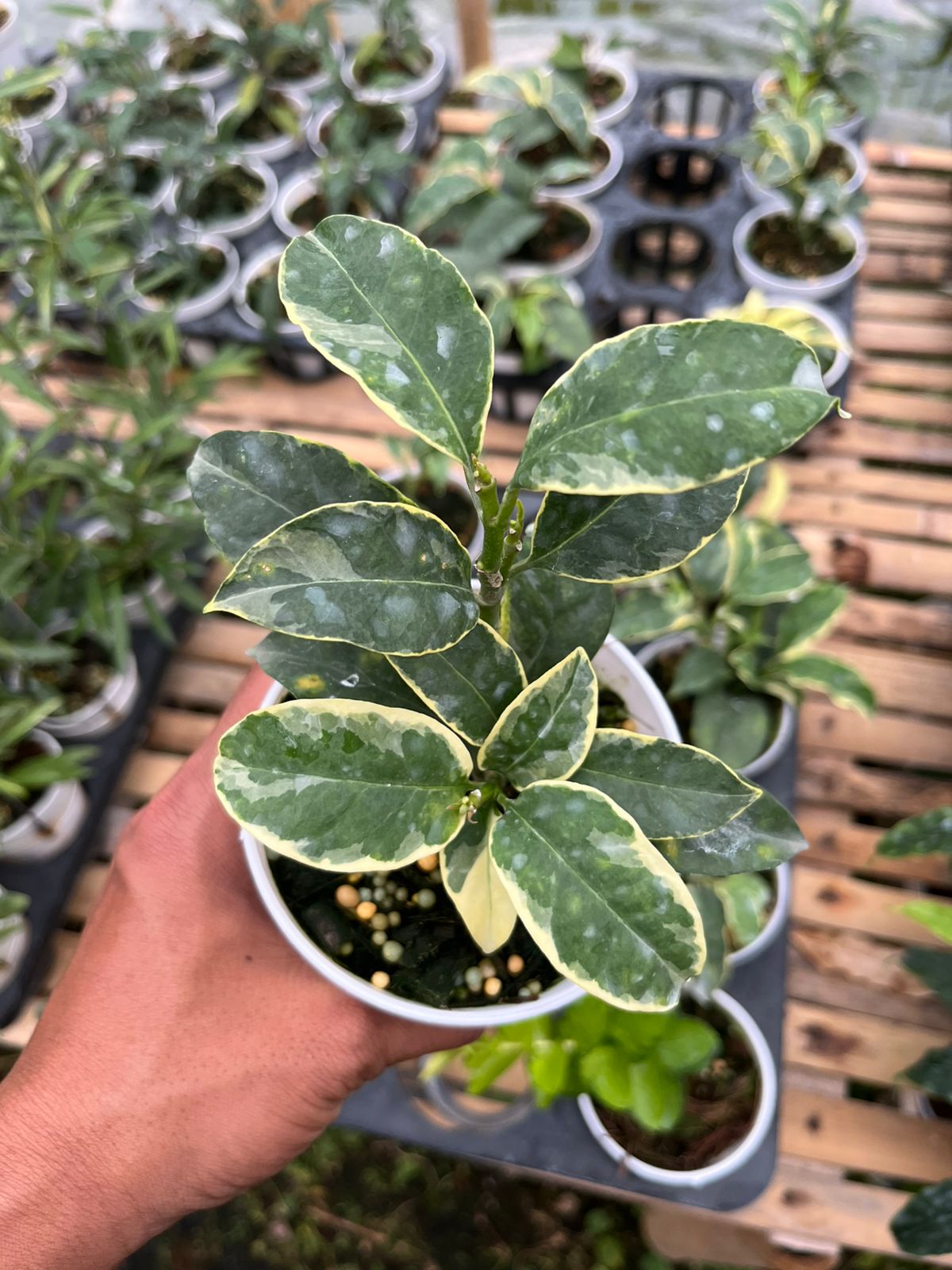 Hoya Multiflora Albo