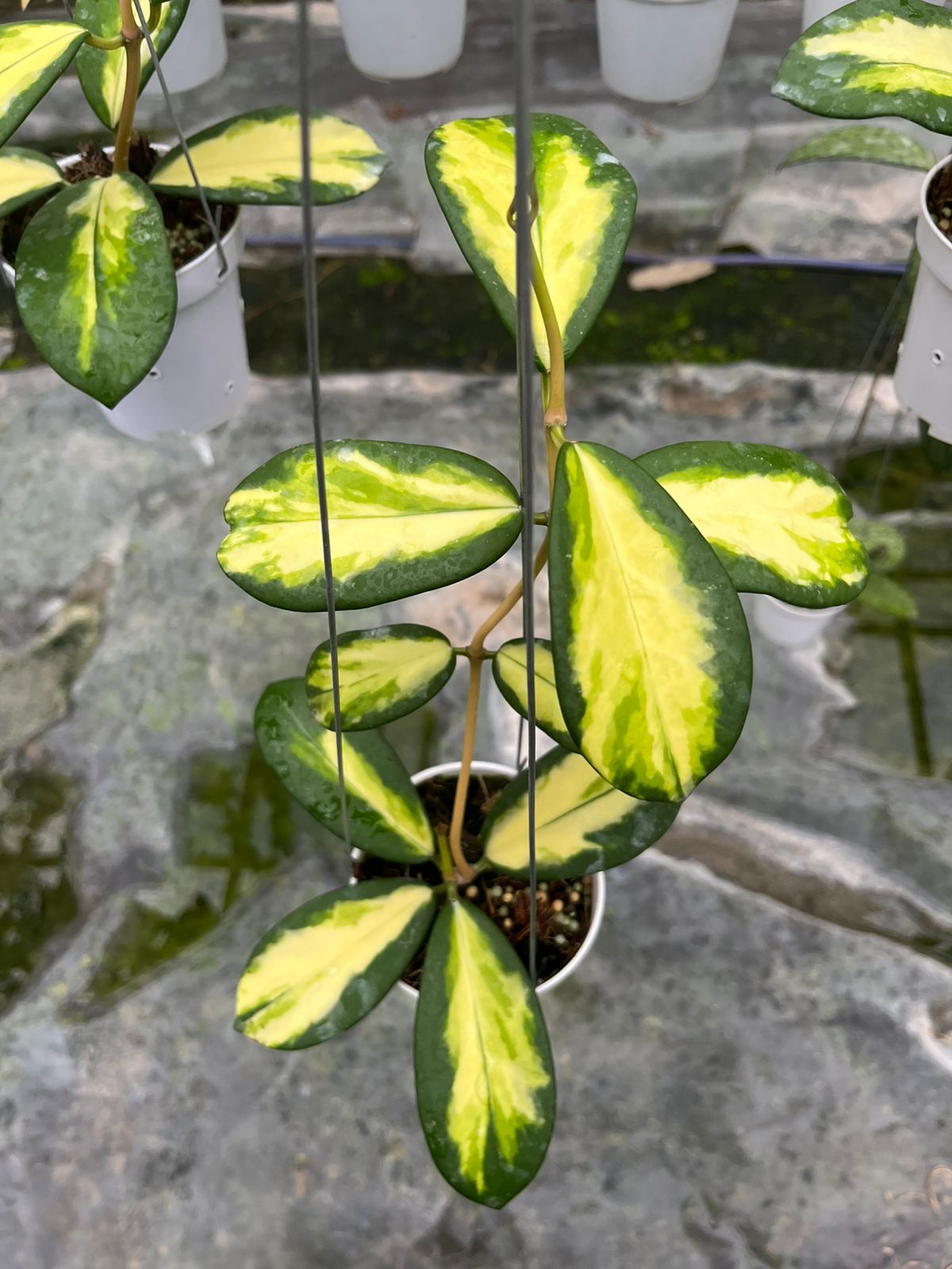 Hoya Diversifolia Inner Variegated