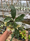 Hoya Multiflora Vientan Splash