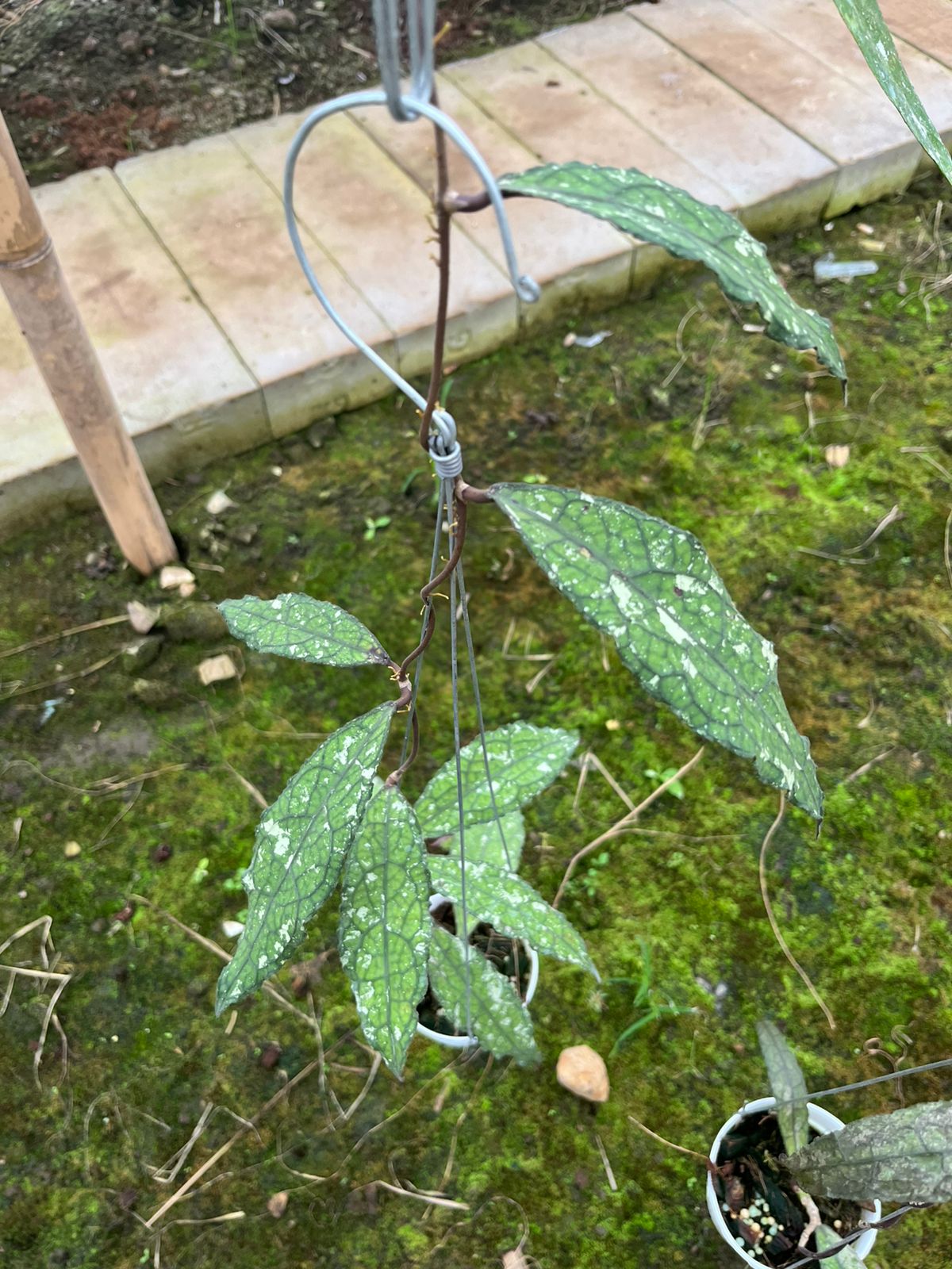 Hoya Clemensiorum Aceh Snake