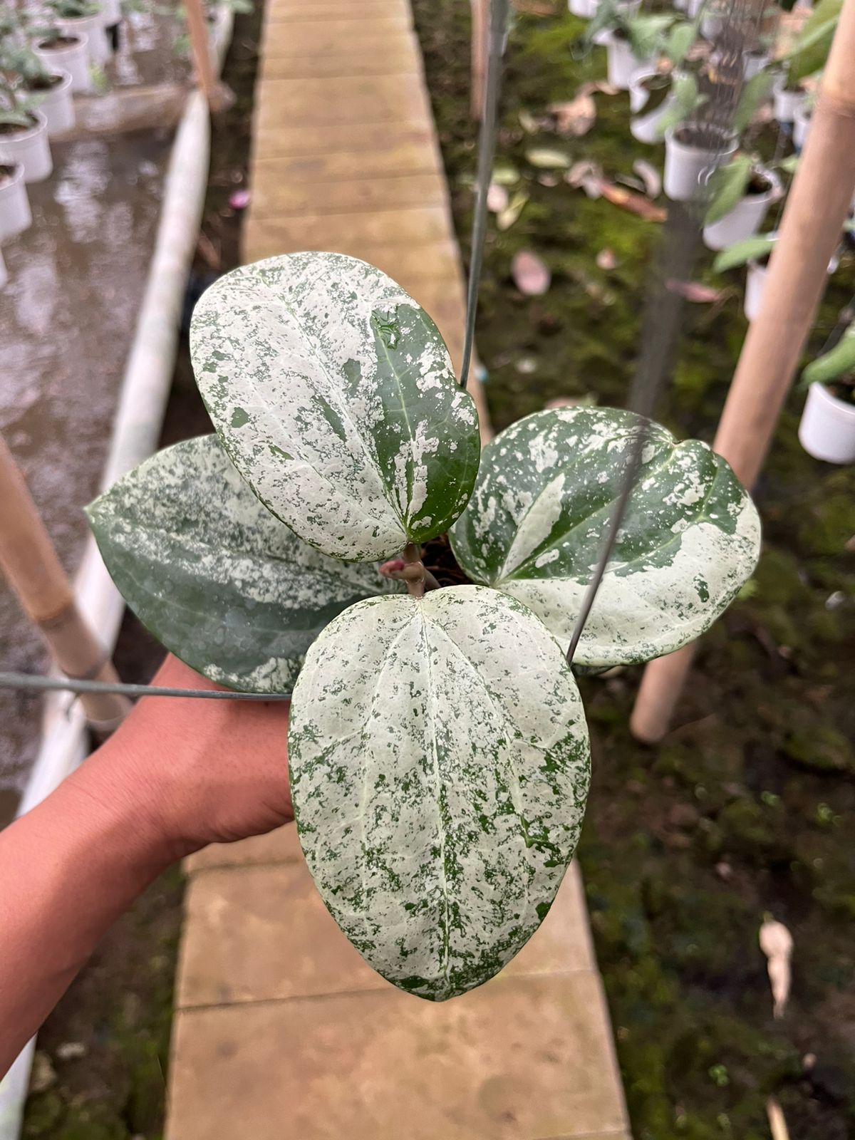 Hoya Latifolia MRH