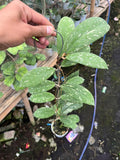 Hoya Vitellinoides Bengkulu