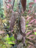 Hoya Sigilatis Borneo