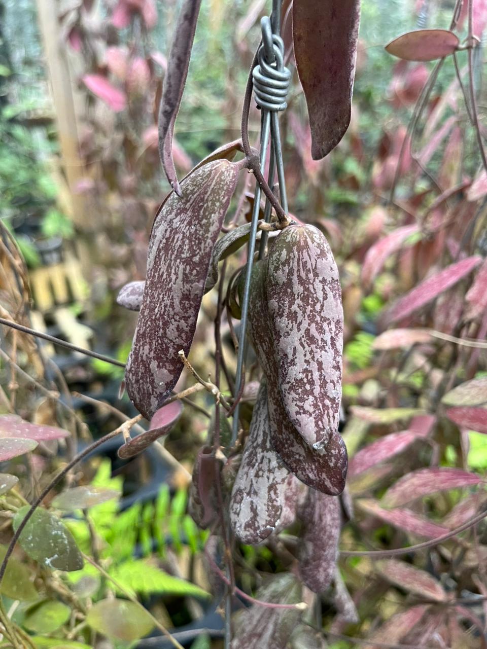 Hoya Sigilatis Borneo
