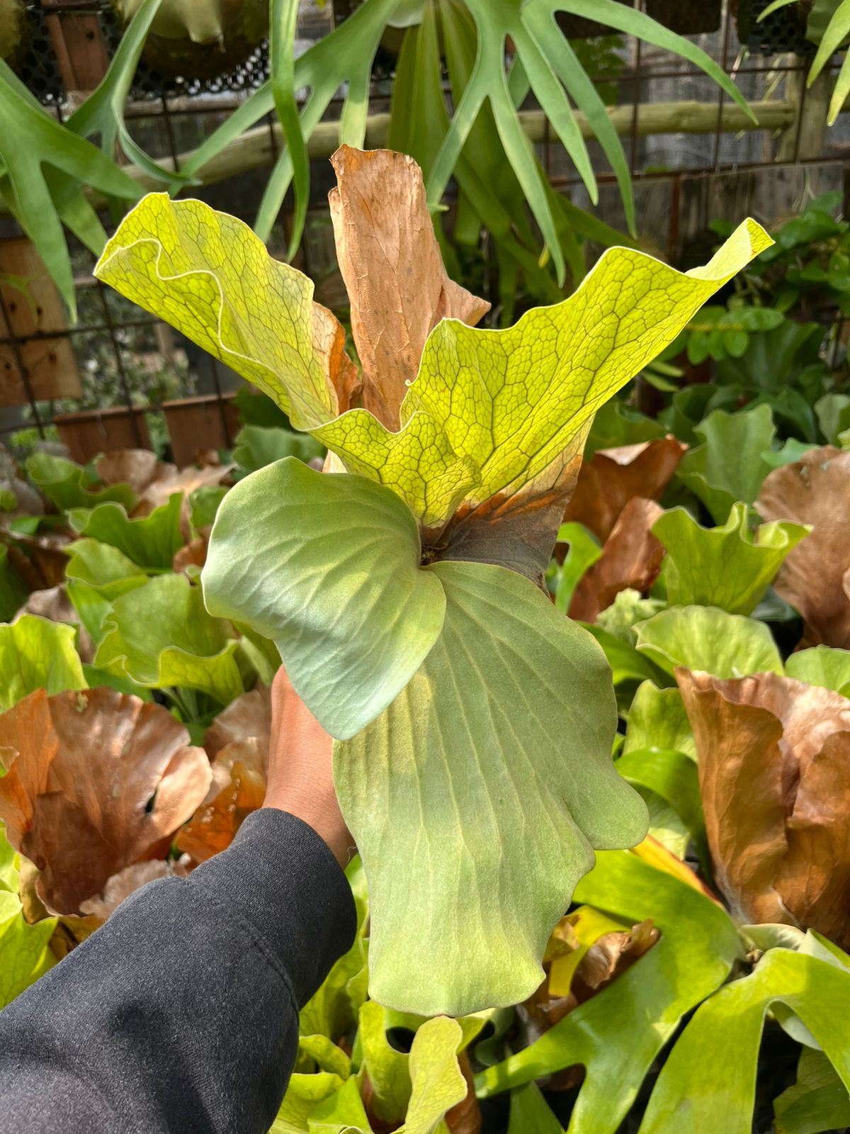 Platycerium Elephantothis