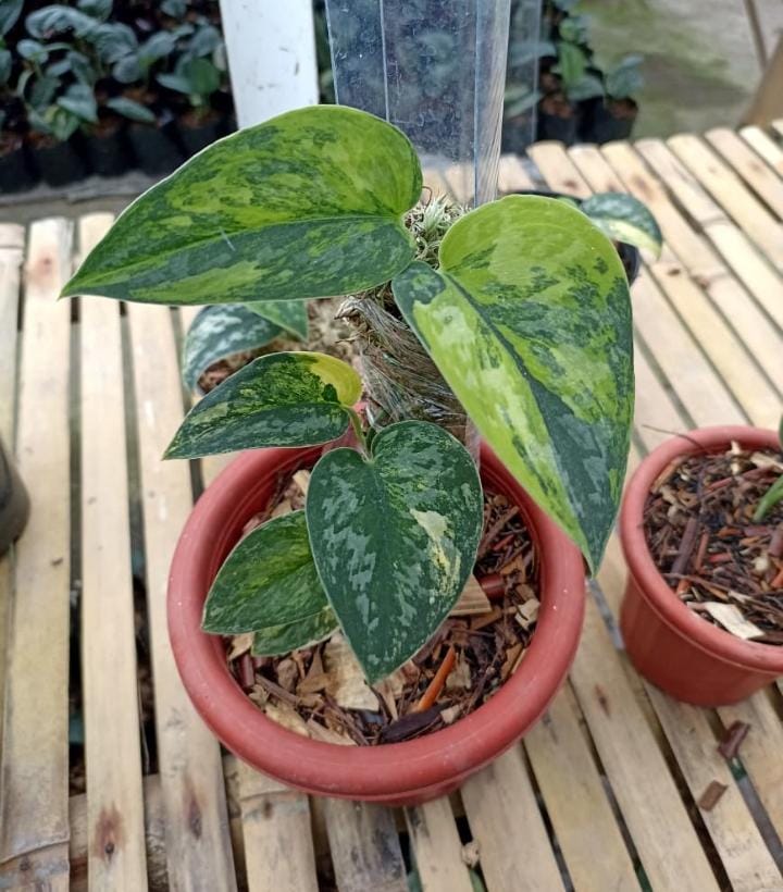 Scindapsus Dark Exotica "Green Diamond"