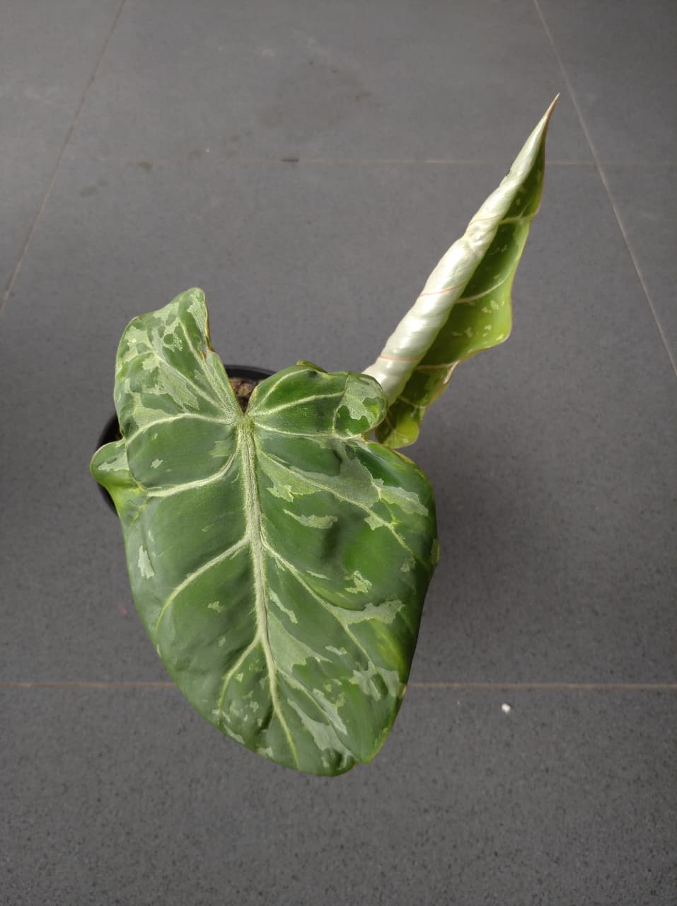 Philodendron Gloriosum Leopard