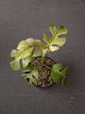 Rhaphidophora Tetrasperma Mint Variegates