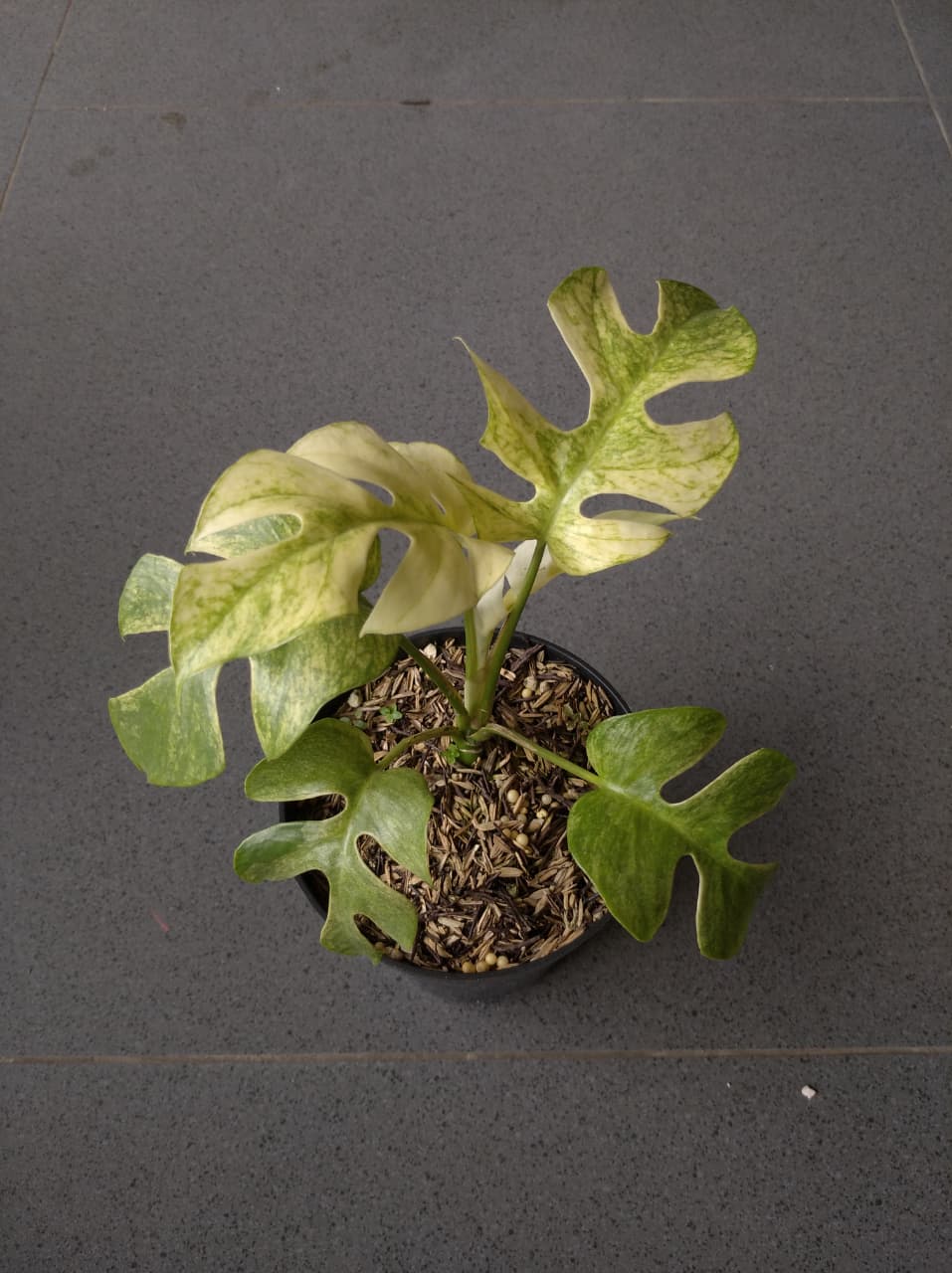 Rhaphidophora Tetrasperma Mint Variegates