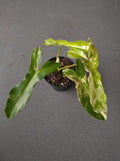 Philodendron Paradise Beauty