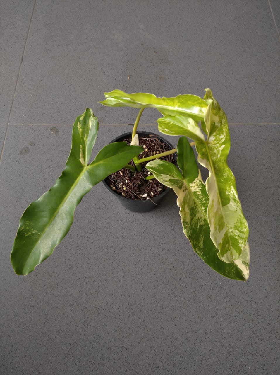 Philodendron Paradise Beauty