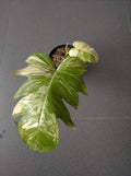 Philodendron Florida Beauty x Distatilobum