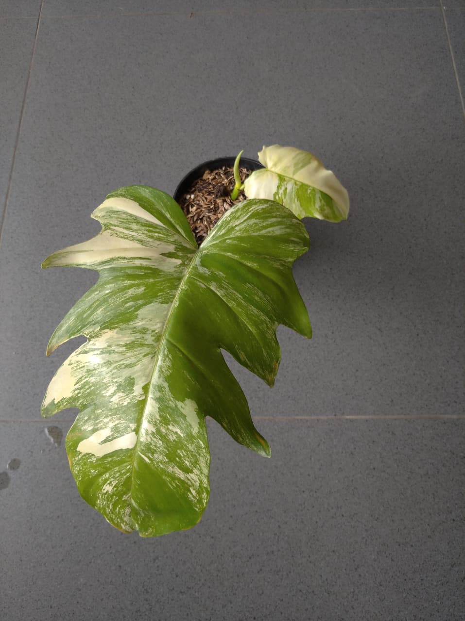 Philodendron Florida Beauty x Distatilobum