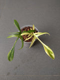 Philodendron Florida Beauty x Polypodiodes