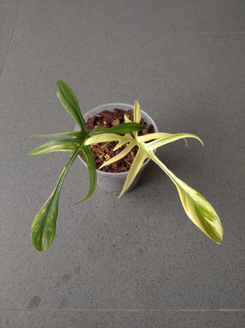 Philodendron Florida Beauty x Polypodiodes